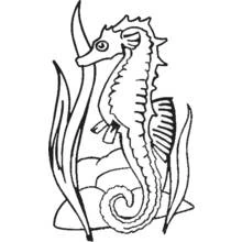 Coloriage Hippocampe parmi les algues
