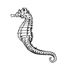 Coloriage Hippocampe à la queue enroulée