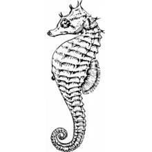 Coloriage Hippocampe à la queue enroulée