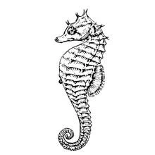 Coloriage Hippocampe à la queue enroulée