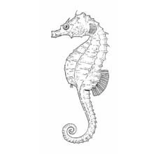 Coloriage Hippocampe à la queue enroulée