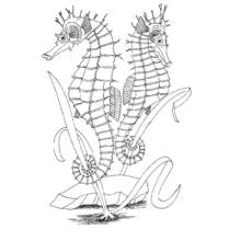 Coloriage Hippocampe en duo parmi les algues