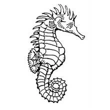 Coloriage Hippocampe à crête et queue enroulée
