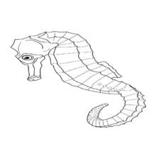 Coloriage Hippocampe à la queue enroulée