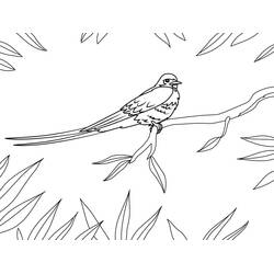 Coloriage Hirondelle perchée sur une branche