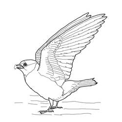 Coloriage Hirondelle de rivage en vol ailes déployées