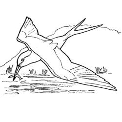 Coloriage Hirondelle plongeant pour attraper un poisson