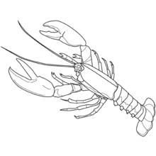Coloriage Homard aux grosses pinces et longues antennes