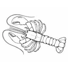 Coloriage Homard vu de dessus