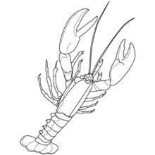 Coloriage Homard vu de dessus avec ses pinces levées