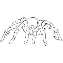 Coloriage Grosse araignée tarentule velue