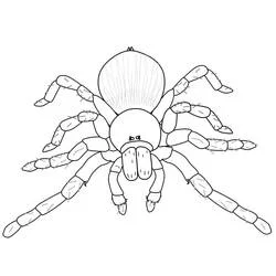 Coloriage Araignée avec huit pattes écartées