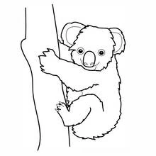 Coloriage Koala accroché à un tronc d'arbre Coloriage Koala accroché à un tronc d'arbre
