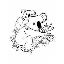 Coloriage Koala avec son bébé sur une branche Coloriage Koala avec son bébé sur une branche