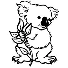 Coloriage Koala tenant une branche d'eucalyptus Coloriage Koala tenant une branche d'eucalyptus