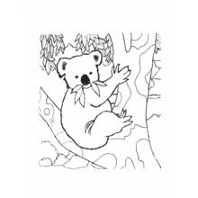 Coloriage Koala mangeant des feuilles dans un arbre Coloriage Koala mangeant des feuilles dans un arbre