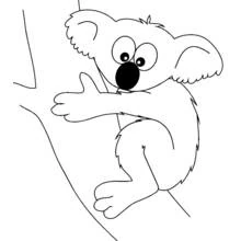 Coloriage Koala agrippé à une branche d'arbre Coloriage Koala agrippé à une branche d'arbre
