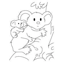 Coloriage Koala avec son petit sur une branche Coloriage Koala avec son petit sur une branche