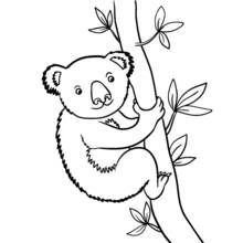 Coloriage Koala grimpant sur un tronc d'arbre Coloriage Koala grimpant sur un tronc d'arbre