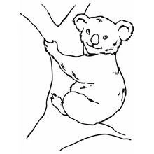 Coloriage Koala accroché à une branche d'arbre Coloriage Koala accroché à une branche d'arbre