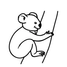 Coloriage Koala grimpant sur un tronc d'arbre Coloriage Koala grimpant sur un tronc d'arbre