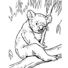 Coloriage Koala assis sur une branche d'eucalyptus Coloriage Koala assis sur une branche d'eucalyptus