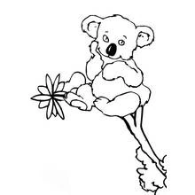 Coloriage Koala assis sur une branche avec une fleur Coloriage Koala assis sur une branche avec une fleur