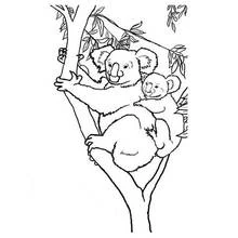 Coloriage Koala mère et bébé grimpant à un arbre Coloriage Koala mère et bébé grimpant à un arbre