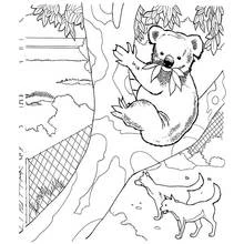 Coloriage Koala perché dans un arbre au zoo Coloriage Koala perché dans un arbre au zoo