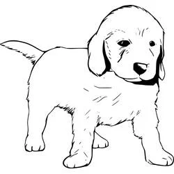 Coloriage Labrador chiot debout