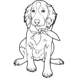 Coloriage Labrador portant un bandana