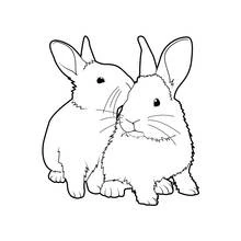 Coloriage Lapin duo assis côte à côte