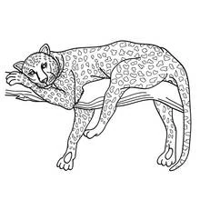 Coloriage Léopard allongé sur une branche