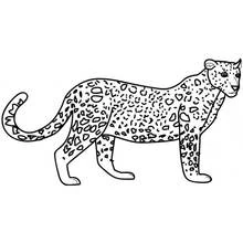 Coloriage Léopard debout de profil