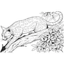 Coloriage Léopard accroupi sur une branche d'arbre