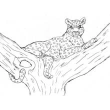 Coloriage Léopard allongé sur une branche d'arbre