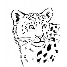 Coloriage Léopard tête de bébé