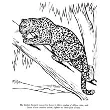 Coloriage Léopard accroupi sur une branche d'arbre