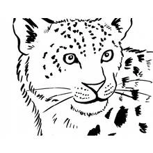 Coloriage Léopard jeune, visage en gros plan