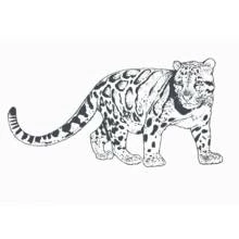 Coloriage Léopard marchant avec sa fourrure tachetée