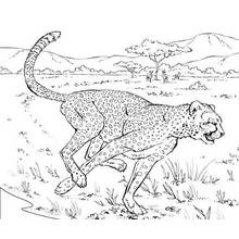Coloriage Léopard courant dans la savane