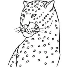 Coloriage Léopard vu de face en gros plan