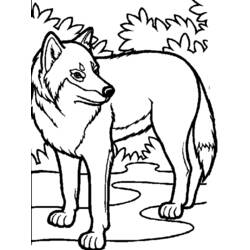 Coloriage Loup debout près d'un ruisseau