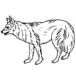 Coloriage Loup debout de profil