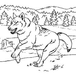 Coloriage Loup courant dans une clairière