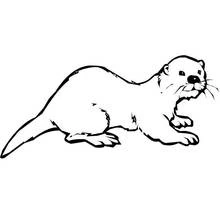 Loutre - Coloriages gratuits à imprimer