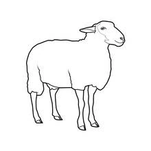 Coloriage Mouton debout de profil