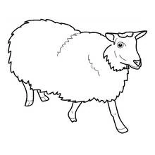 Coloriage Mouton marchant avec une laine bouclée