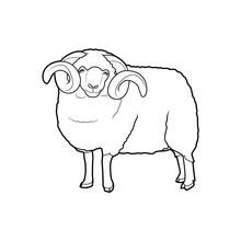 Coloriage Mouton avec de grandes cornes recourbées