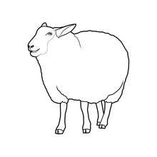 Coloriage Mouton debout et calme